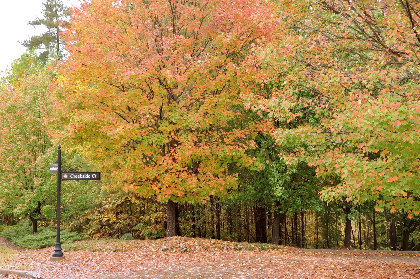 Fall foliage on Creekside Court in Alpharetta