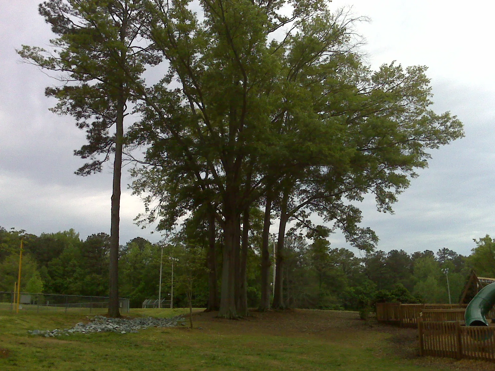 Tall trees beside the baseball fields at Wills Park, near where the sculpture would hang. The picture shows the park before the Wacky World rebuild.